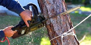 Best Tree and Shrub Care  in Uvalde, TX